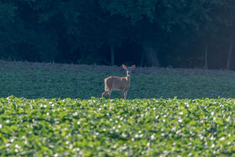 Prepare Your Food Plots for Deer Season